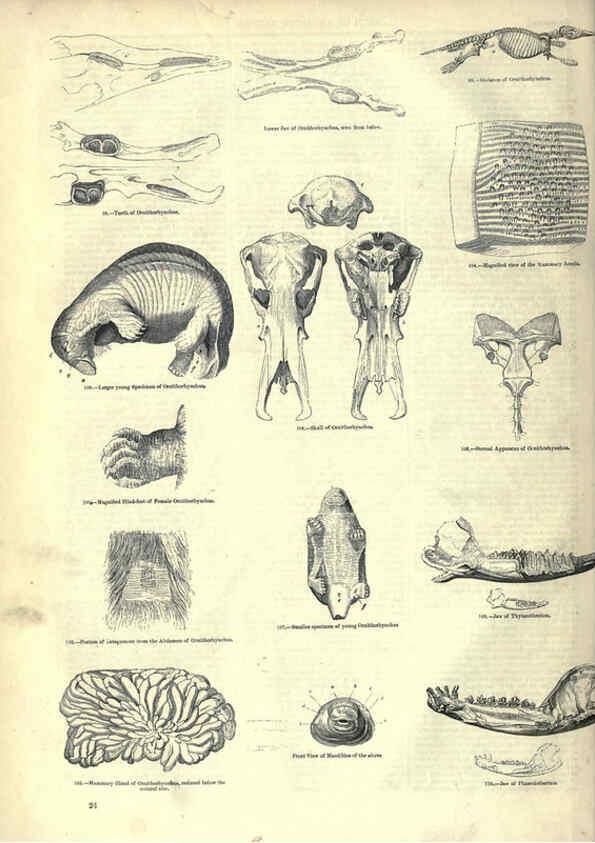 Reproducción/Reproduction 6093006316: The pictorial museum of animated nature. v.1. London :C. Cox,[1844?] 