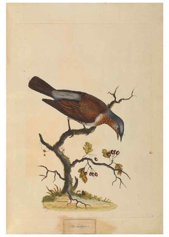 Reproducción/Reproduction 6092774754: A natural history of British birds London :Printed for S. Hooper,1775