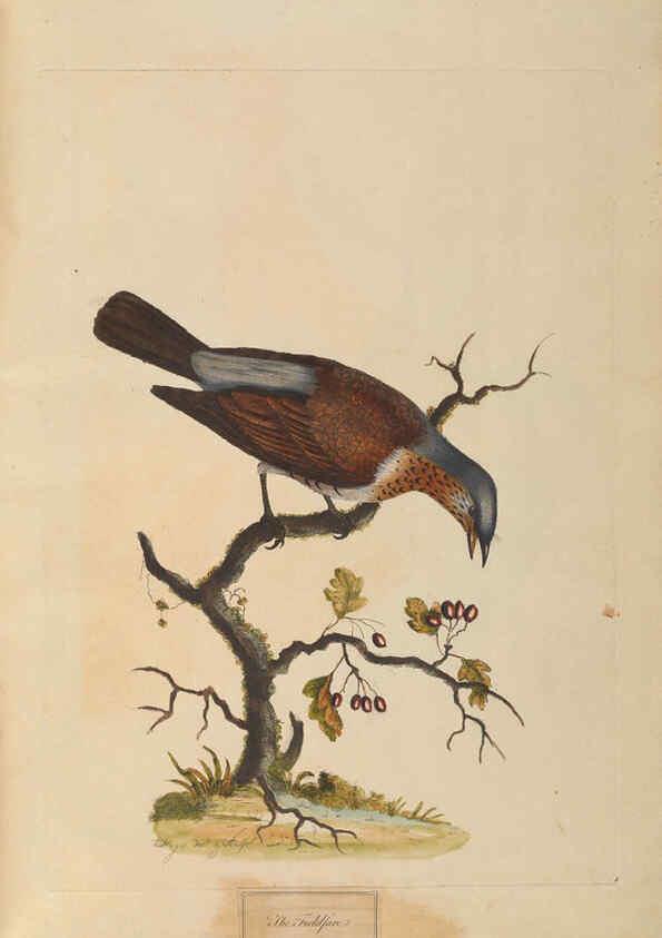Reproducción/Reproduction 6092774754: A natural history of British birds London :Printed for S. Hooper,1775