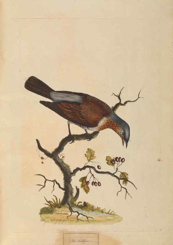 Reproducción/Reproduction 6092774754: A natural history of British birds London :Printed for S. Hooper,1775