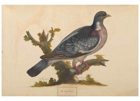 Reproducción/Reproduction 6092234605: A natural history of British birds London :Printed for S. Hooper,1775