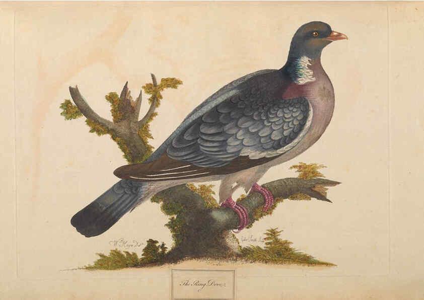 Reproducción/Reproduction 6092234605: A natural history of British birds London :Printed for S. Hooper,1775