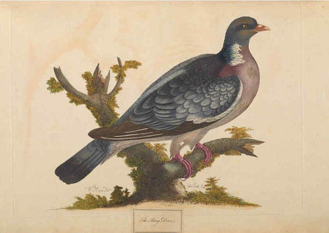 Reproducción/Reproduction 6092234605: A natural history of British birds London :Printed for S. Hooper,1775