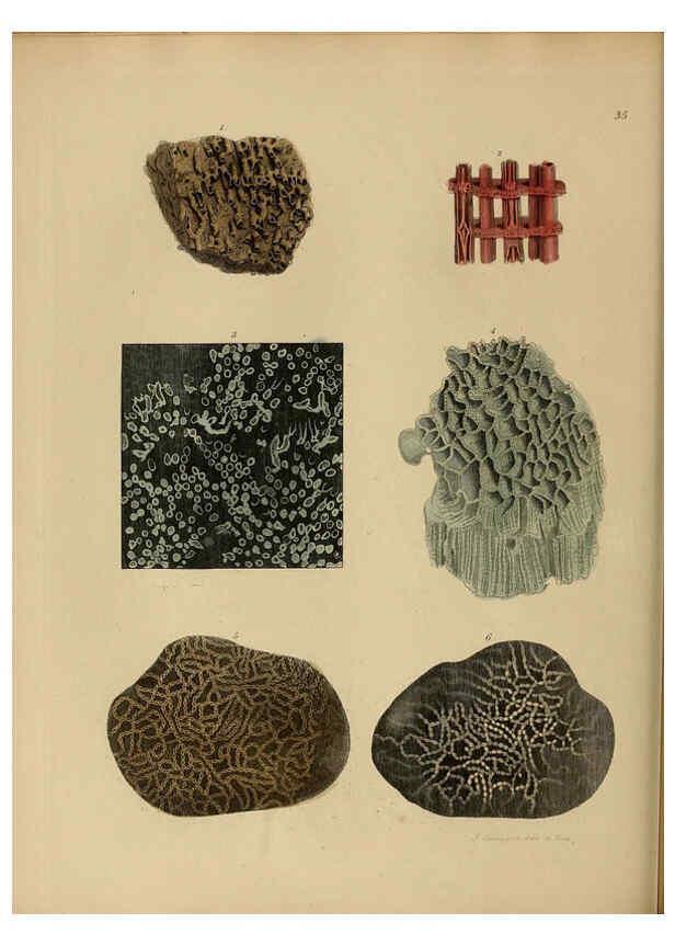 Reproducción/Reproduction 6077500146: A pictorial atlas of fossil remains London :H.G. Bohn,1850