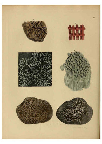 Reproducción/Reproduction 6077500146: A pictorial atlas of fossil remains London :H.G. Bohn,1850