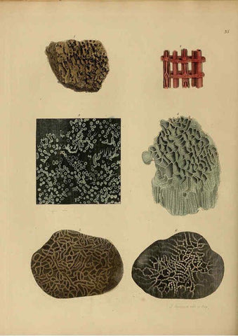 Reproducción/Reproduction 6077500146: A pictorial atlas of fossil remains London :H.G. Bohn,1850