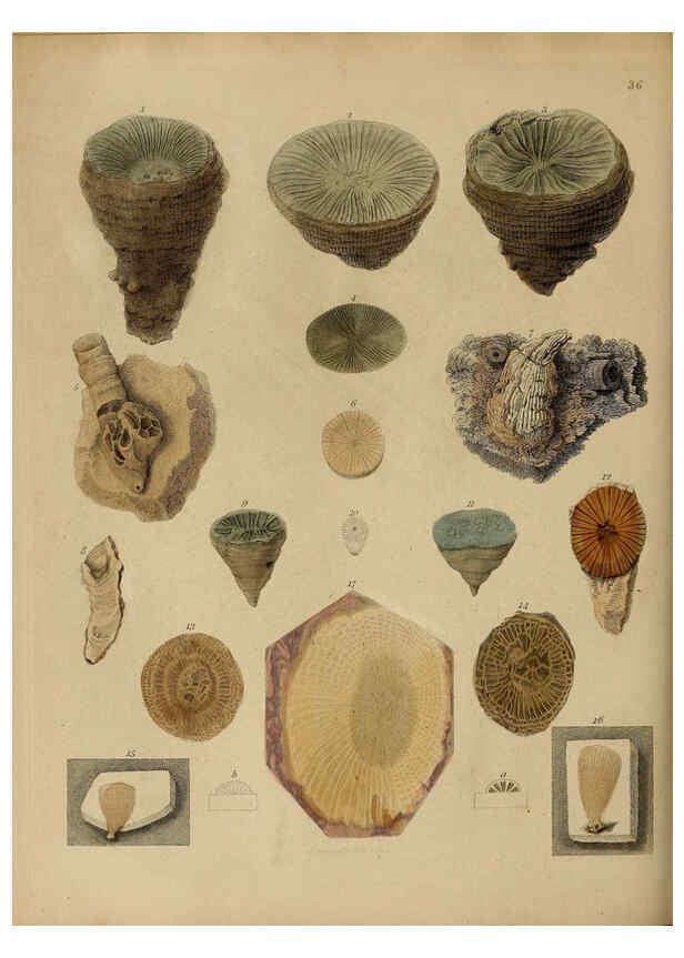 Reproducción/Reproduction 6077500436: A pictorial atlas of fossil remains London :H.G. Bohn,1850