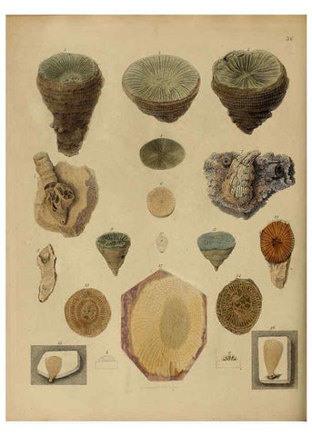 Reproducción/Reproduction 6077500436: A pictorial atlas of fossil remains London :H.G. Bohn,1850