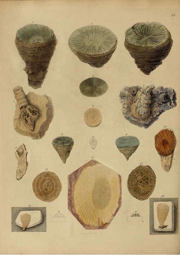 Reproducción/Reproduction 6077500436: A pictorial atlas of fossil remains London :H.G. Bohn,1850