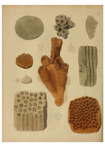 Reproducción/Reproduction 6076962287: A pictorial atlas of fossil remains London :H.G. Bohn,1850