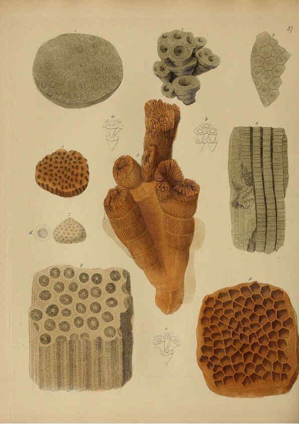 Reproducción/Reproduction 6076962287: A pictorial atlas of fossil remains London :H.G. Bohn,1850