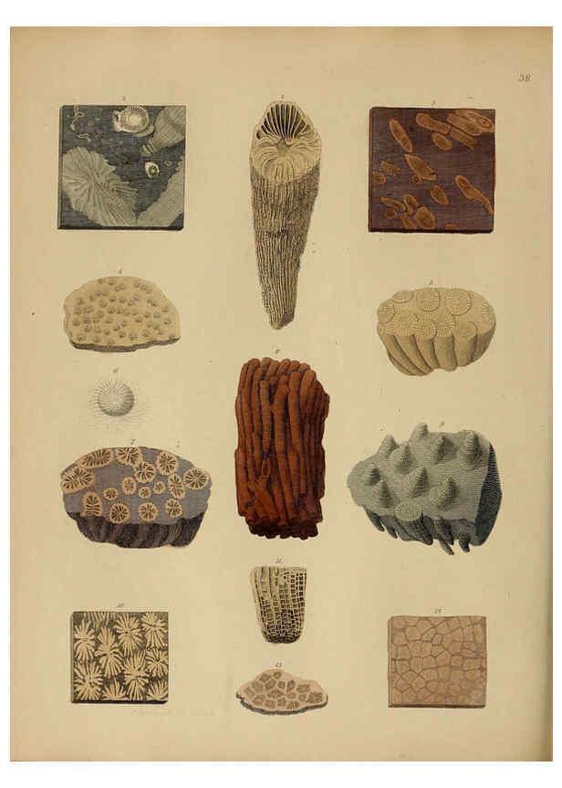 Reproducción/Reproduction 6077500966: A pictorial atlas of fossil remains London :H.G. Bohn,1850