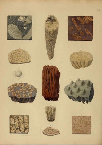 Reproducción/Reproduction 6077500966: A pictorial atlas of fossil remains London :H.G. Bohn,1850
