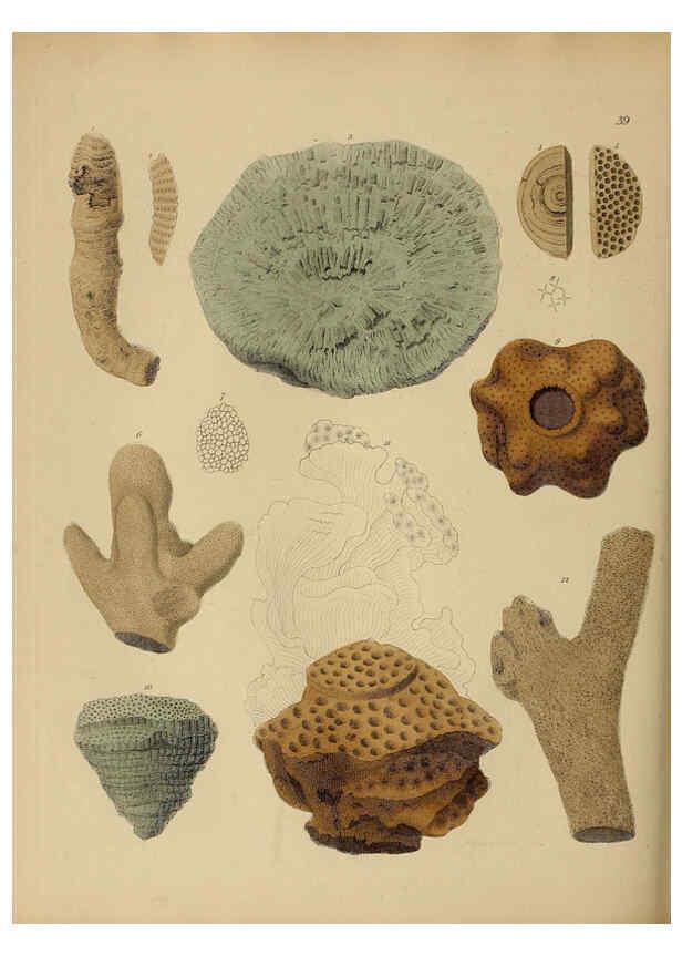 Reproducción/Reproduction 6077501212: A pictorial atlas of fossil remains London :H.G. Bohn,1850