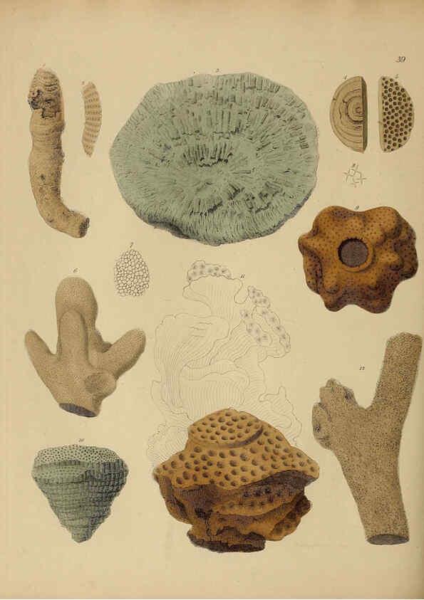 Reproducción/Reproduction 6077501212: A pictorial atlas of fossil remains London :H.G. Bohn,1850