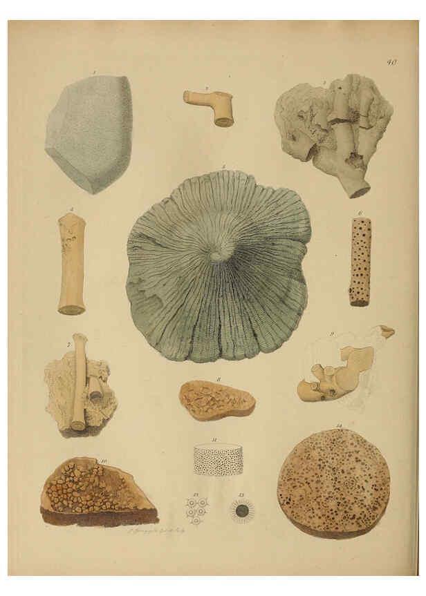 Reproducción/Reproduction 6076963035: A pictorial atlas of fossil remains London :H.G. Bohn,1850
