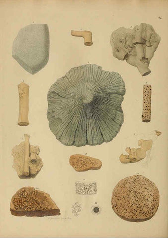 Reproducción/Reproduction 6076963035: A pictorial atlas of fossil remains London :H.G. Bohn,1850