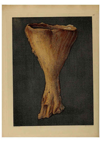 Reproducción/Reproduction 6076963387: A pictorial atlas of fossil remains London :H.G. Bohn,1850