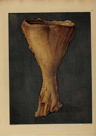 Reproducción/Reproduction 6076963387: A pictorial atlas of fossil remains London :H.G. Bohn,1850
