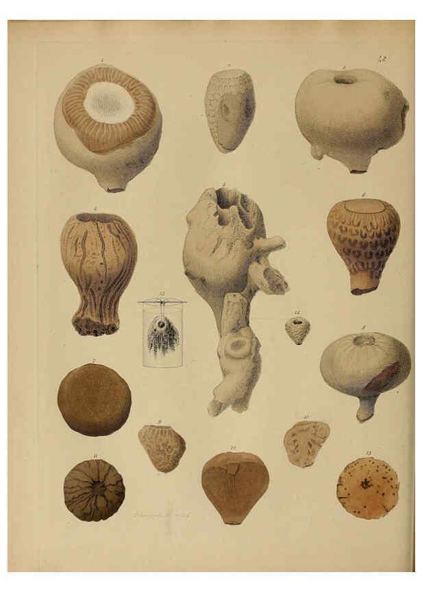 Reproducción/Reproduction 6076963635: A pictorial atlas of fossil remains London :H.G. Bohn,1850