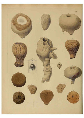 Reproducción/Reproduction 6076963635: A pictorial atlas of fossil remains London :H.G. Bohn,1850