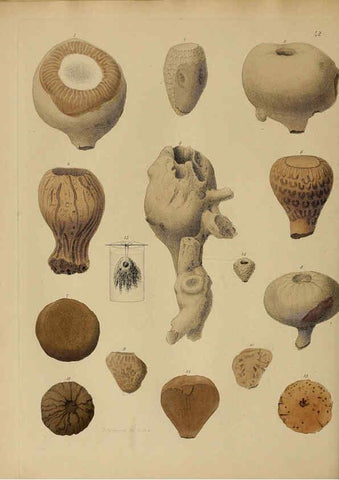 Reproducción/Reproduction 6076963635: A pictorial atlas of fossil remains London :H.G. Bohn,1850