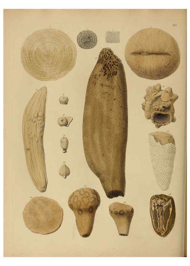 Reproducción/Reproduction 6077502222: A pictorial atlas of fossil remains London :H.G. Bohn,1850