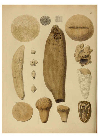 Reproducción/Reproduction 6077502222: A pictorial atlas of fossil remains London :H.G. Bohn,1850