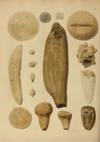 Reproducción/Reproduction 6077502222: A pictorial atlas of fossil remains London :H.G. Bohn,1850