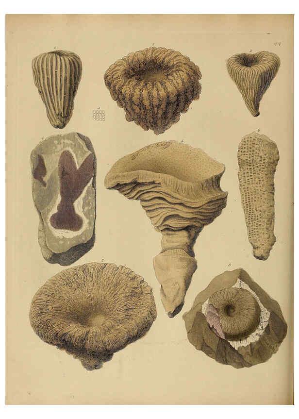 Reproducción/Reproduction 6076964095: A pictorial atlas of fossil remains London :H.G. Bohn,1850