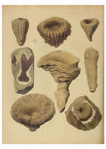 Reproducción/Reproduction 6076964095: A pictorial atlas of fossil remains London :H.G. Bohn,1850