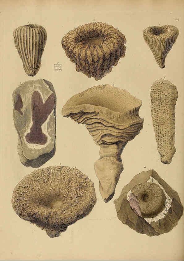 Reproducción/Reproduction 6076964095: A pictorial atlas of fossil remains London :H.G. Bohn,1850