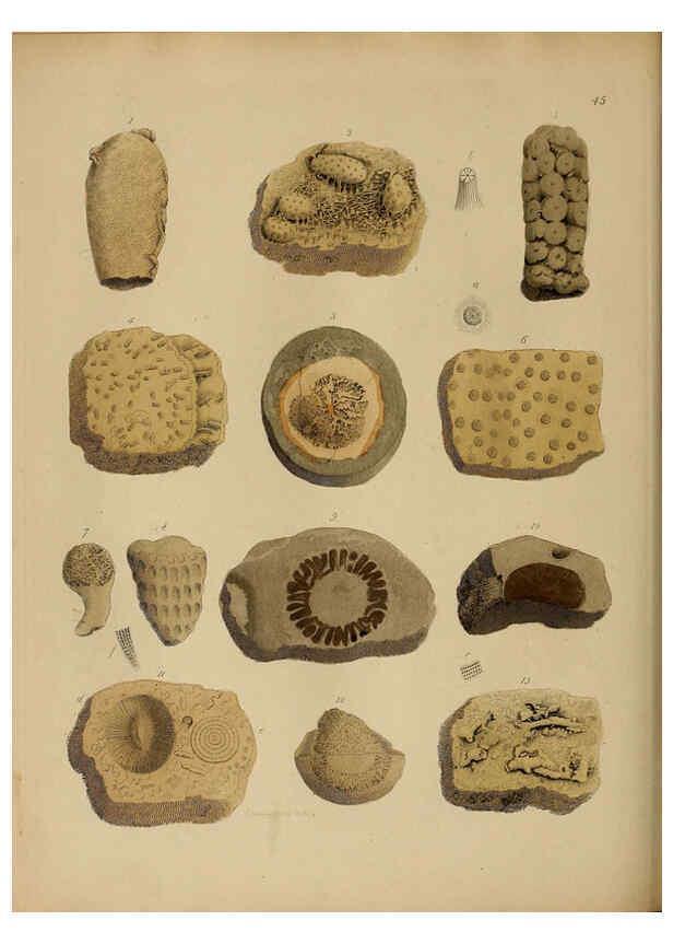 Reproducción/Reproduction 6076964427: A pictorial atlas of fossil remains London :H.G. Bohn,1850