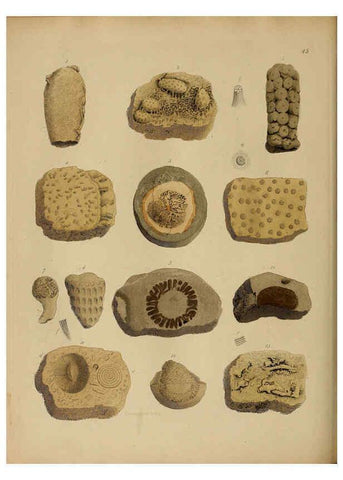 Reproducción/Reproduction 6076964427: A pictorial atlas of fossil remains London :H.G. Bohn,1850