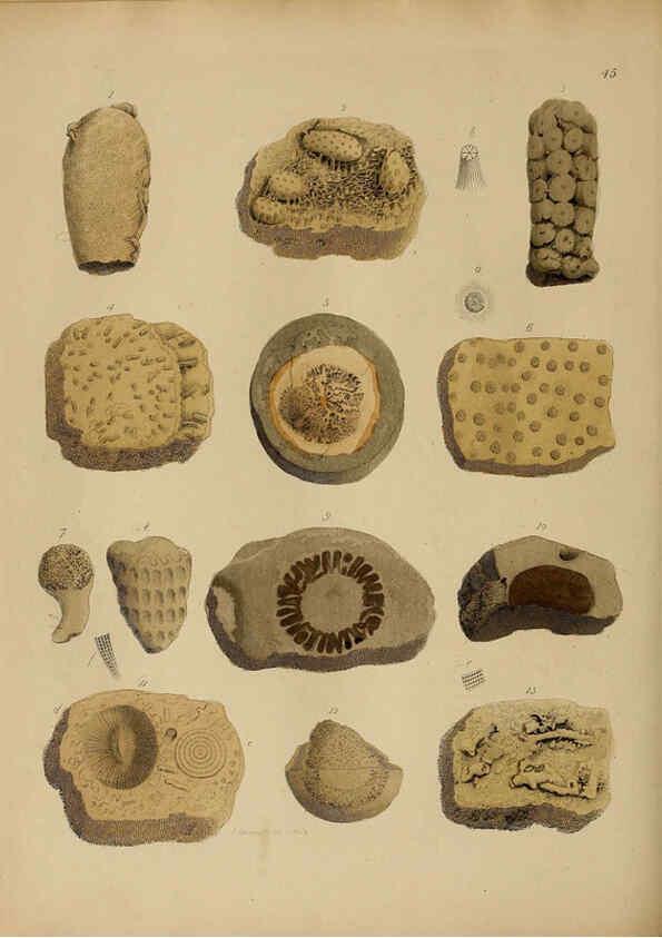 Reproducción/Reproduction 6076964427: A pictorial atlas of fossil remains London :H.G. Bohn,1850