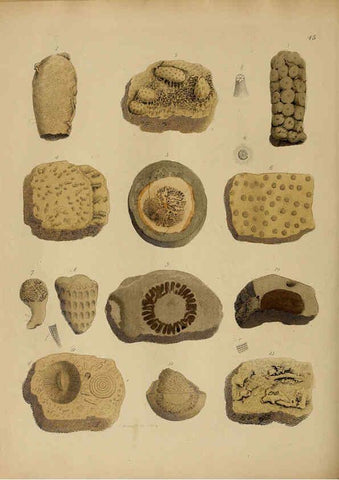 Reproducción/Reproduction 6076964427: A pictorial atlas of fossil remains London :H.G. Bohn,1850