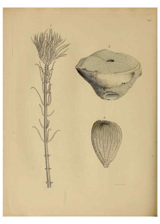 Reproducción/Reproduction 6076964661: A pictorial atlas of fossil remains London :H.G. Bohn,1850