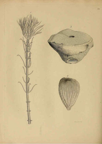 Reproducción/Reproduction 6076964661: A pictorial atlas of fossil remains London :H.G. Bohn,1850