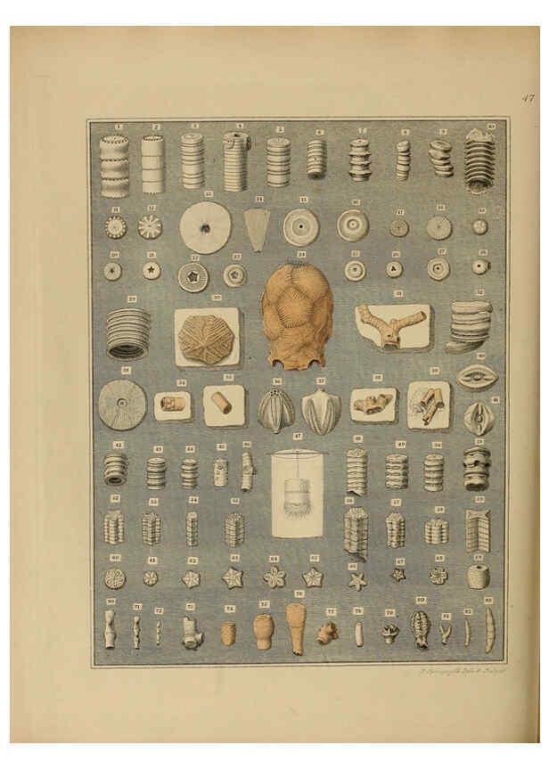 Reproducción/Reproduction 6076964849: A pictorial atlas of fossil remains London :H.G. Bohn,1850