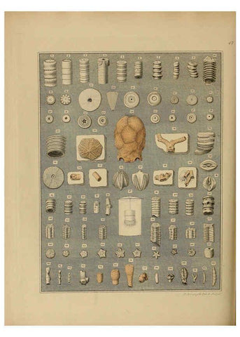 Reproducción/Reproduction 6076964849: A pictorial atlas of fossil remains London :H.G. Bohn,1850