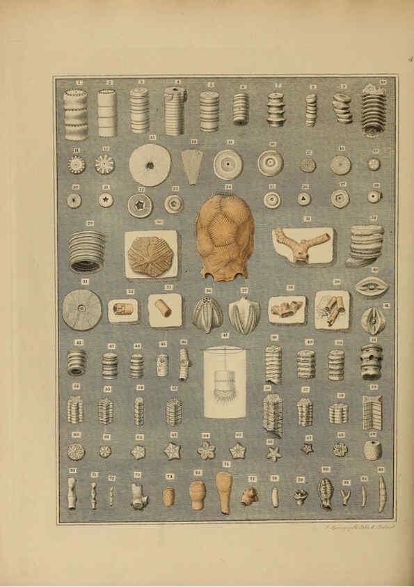 Reproducción/Reproduction 6076964849: A pictorial atlas of fossil remains London :H.G. Bohn,1850