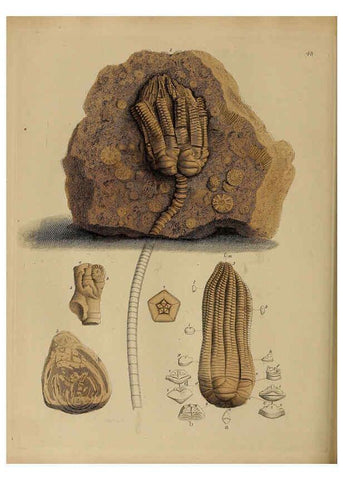 Reproducción/Reproduction 6077504320: A pictorial atlas of fossil remains London :H.G. Bohn,1850