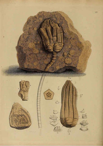 Reproducción/Reproduction 6077504320: A pictorial atlas of fossil remains London :H.G. Bohn,1850