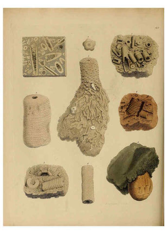 Reproducción/Reproduction 6077504648: A pictorial atlas of fossil remains London :H.G. Bohn,1850