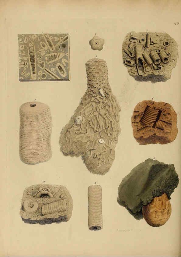 Reproducción/Reproduction 6077504648: A pictorial atlas of fossil remains London :H.G. Bohn,1850