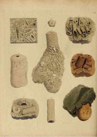 Reproducción/Reproduction 6077504648: A pictorial atlas of fossil remains London :H.G. Bohn,1850