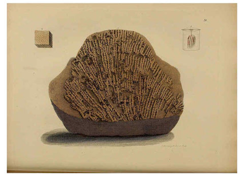 Reproducción/Reproduction 6077499826: A pictorial atlas of fossil remains London :H.G. Bohn,1850
