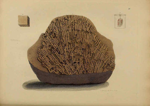 Reproducción/Reproduction 6077499826: A pictorial atlas of fossil remains London :H.G. Bohn,1850