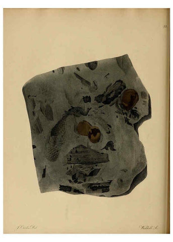 Reproducción/Reproduction 6076960901: A pictorial atlas of fossil remains London :H.G. Bohn,1850
