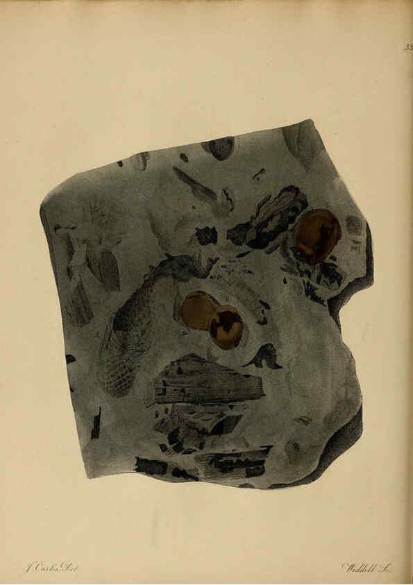 Reproducción/Reproduction 6076960901: A pictorial atlas of fossil remains London :H.G. Bohn,1850